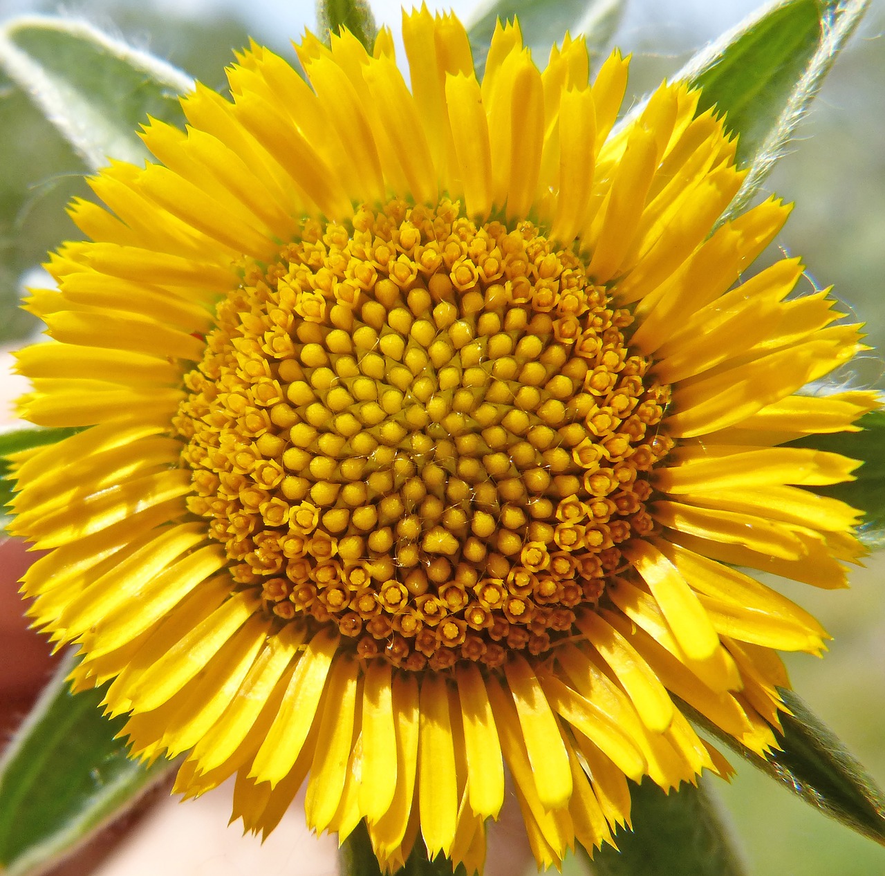 wild flower  yellow flower  pollen free photo