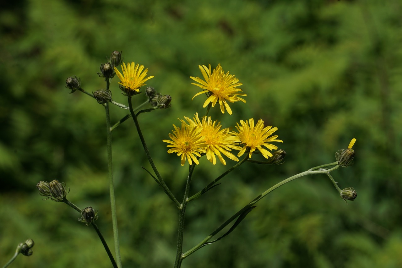 wild flower  yellow  yellow wild flowers free photo