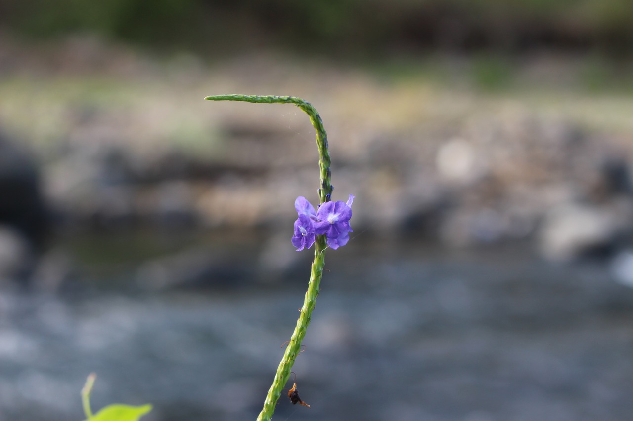 wild flower  jamaicensis  purple free photo