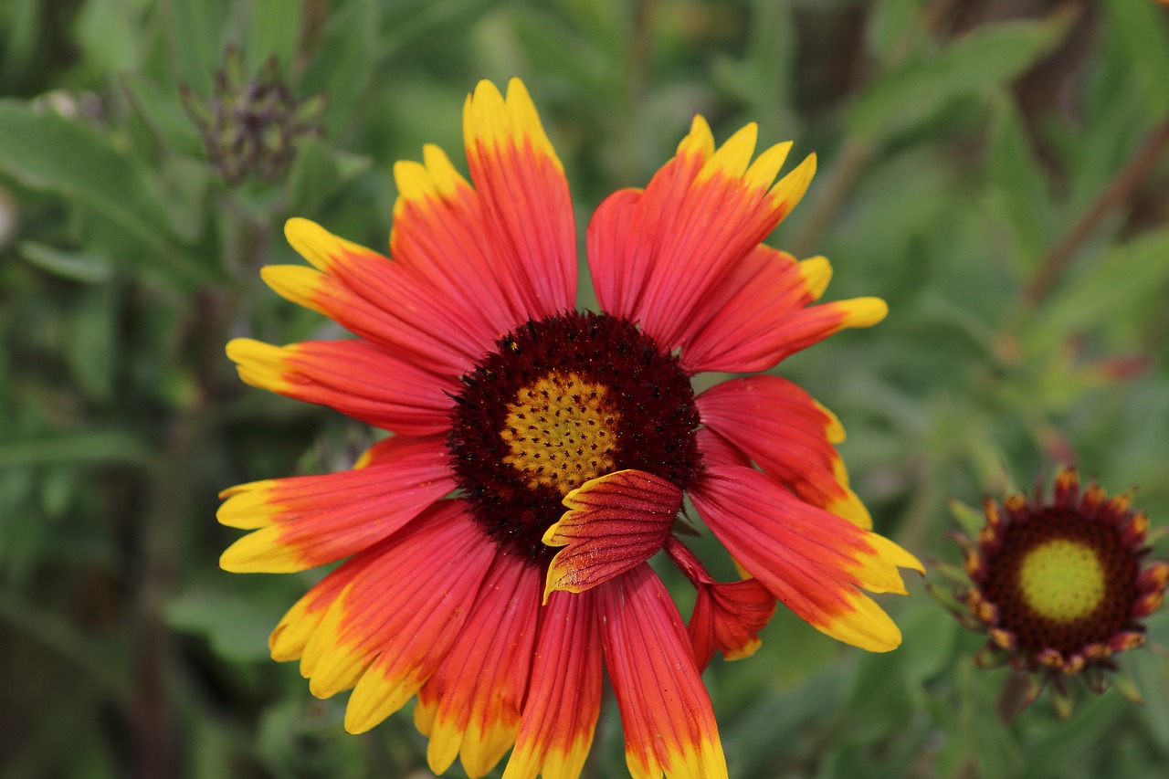 wild flower  coastline  nature free photo