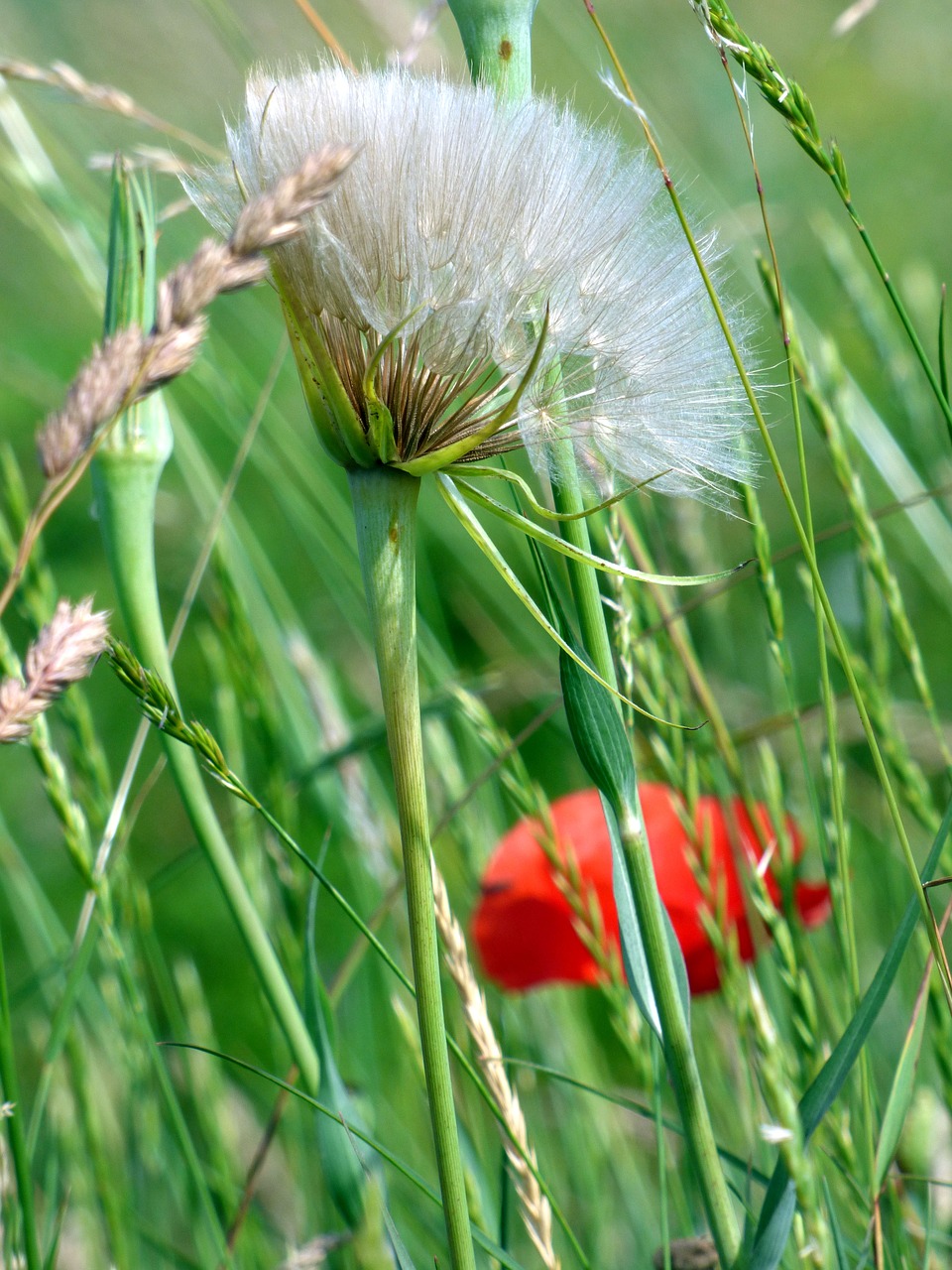 wild flower  poppy  nature free photo