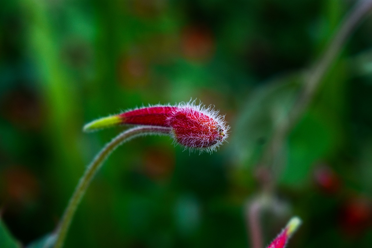 wild flower  nature  wild free photo