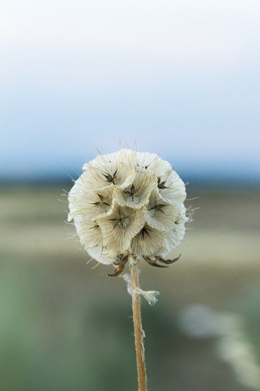 wild flower  field  sunset free photo