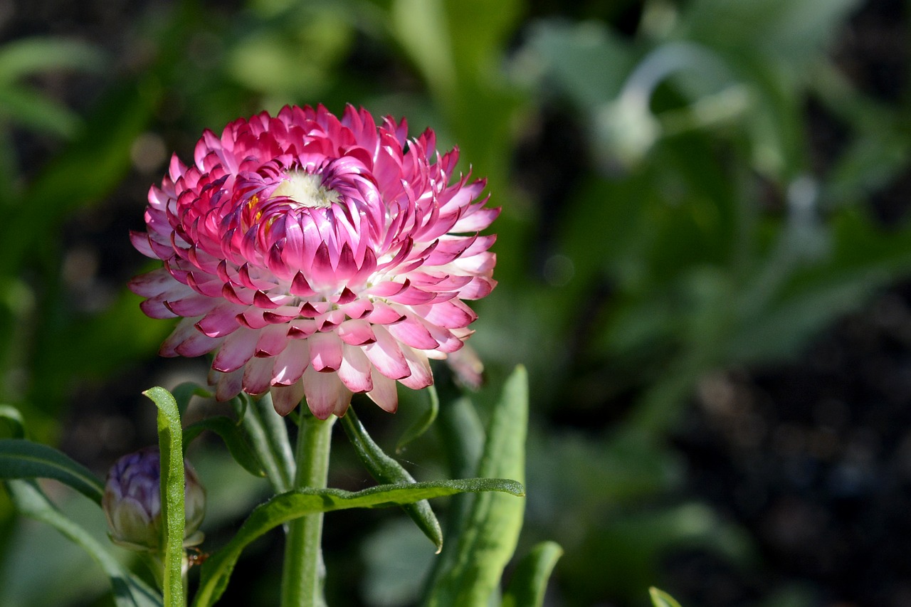 wild flower  geese flower  flower free photo