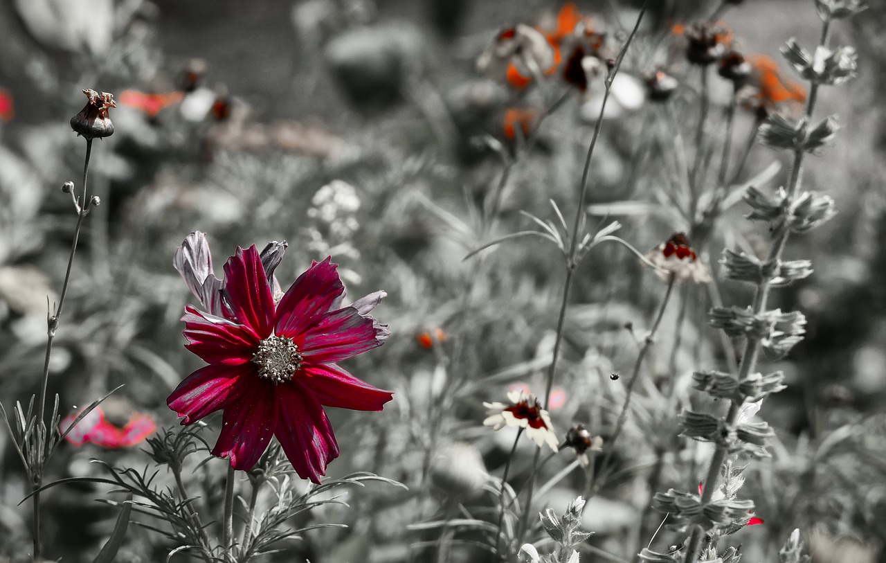 wild flower  purple  plant free photo