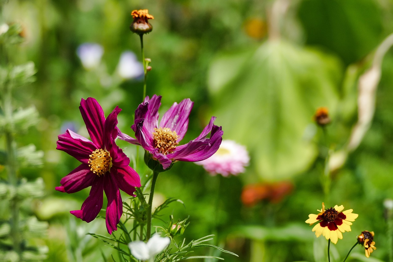 wild flower  summer  nature free photo