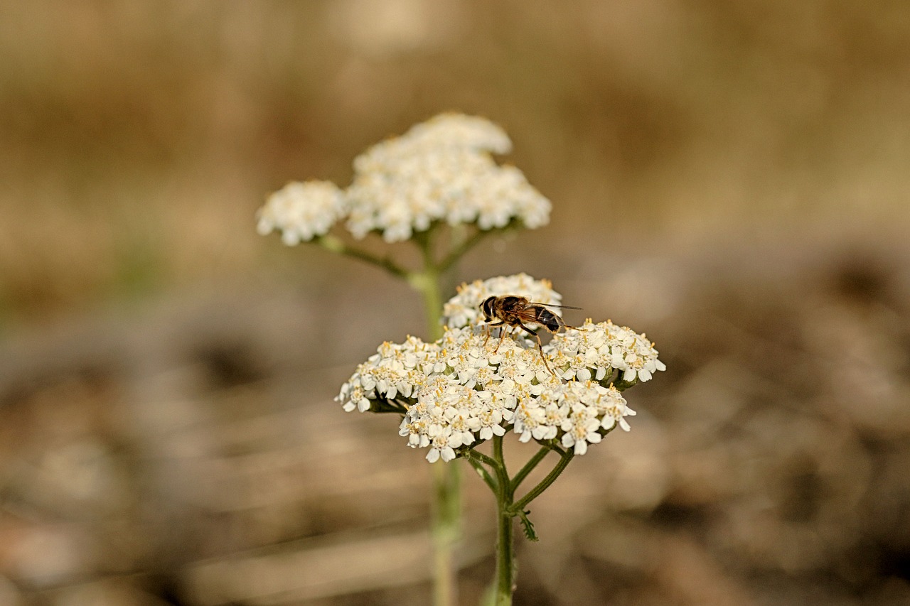 wild flower  insect  nature free photo