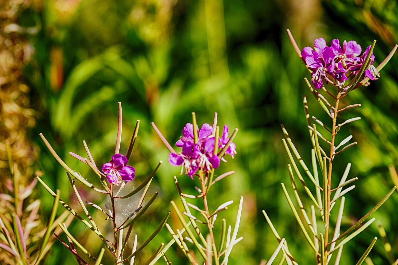 wild flower  nature  plant free photo