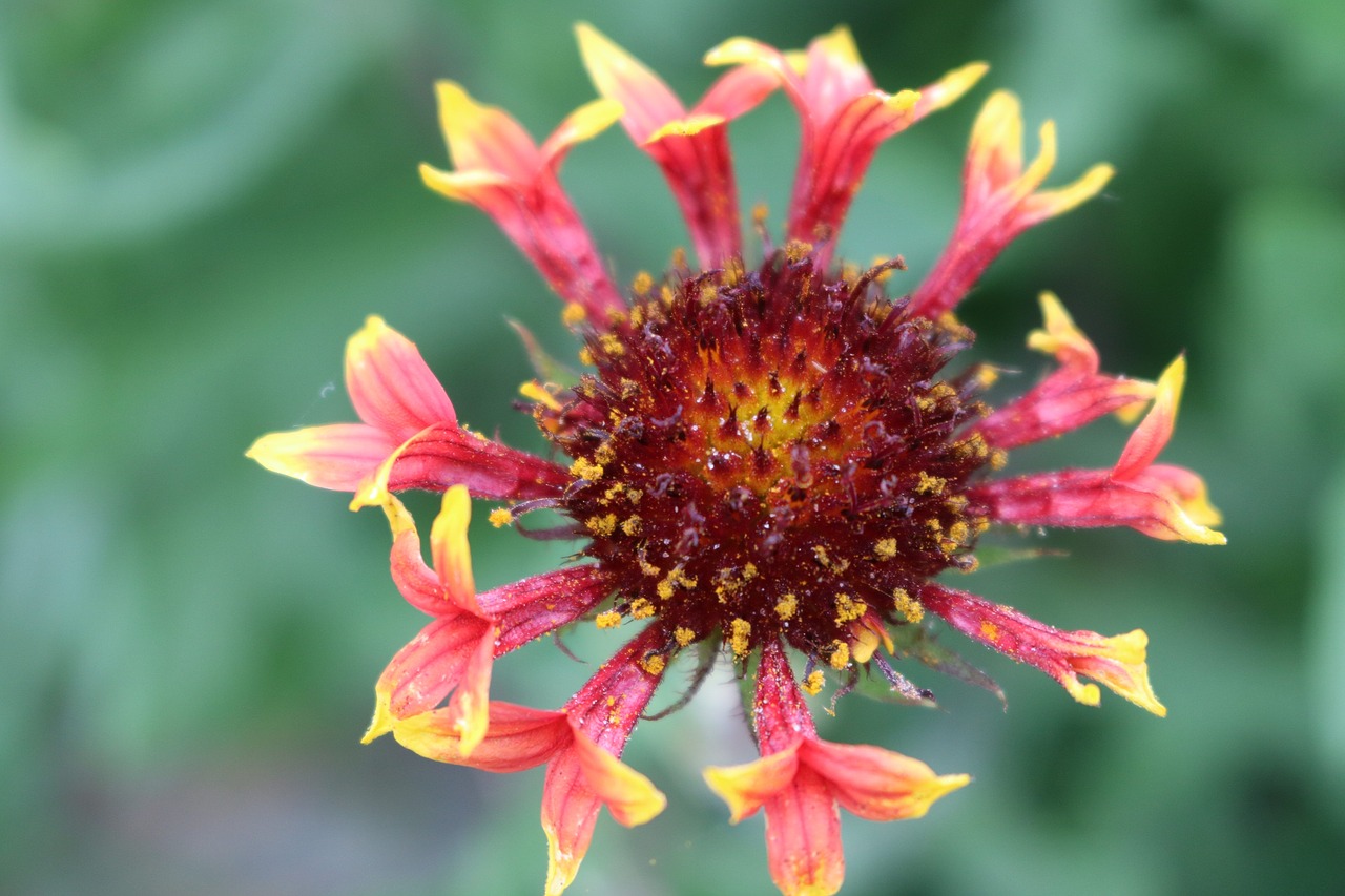 wild flower  flora  pink free photo