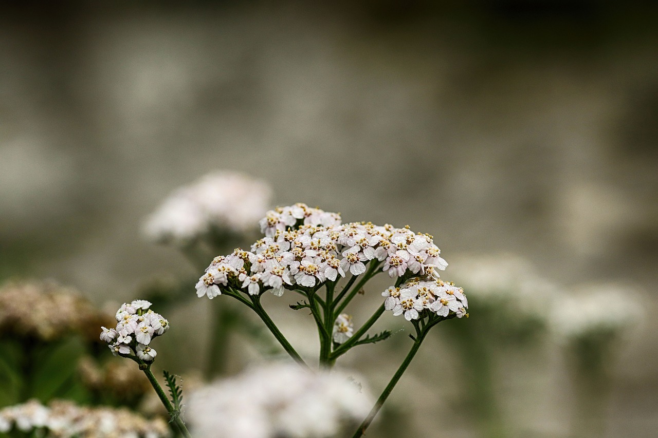 wild flower  white  nature free photo