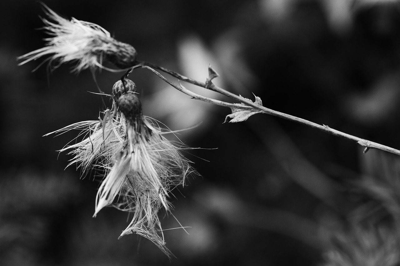 wild flower  autumn  nature free photo