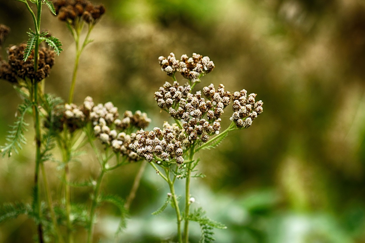 wild flower  plant  nature free photo