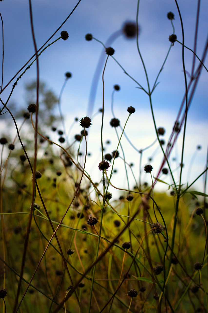 wild flower  meadow  plant free photo