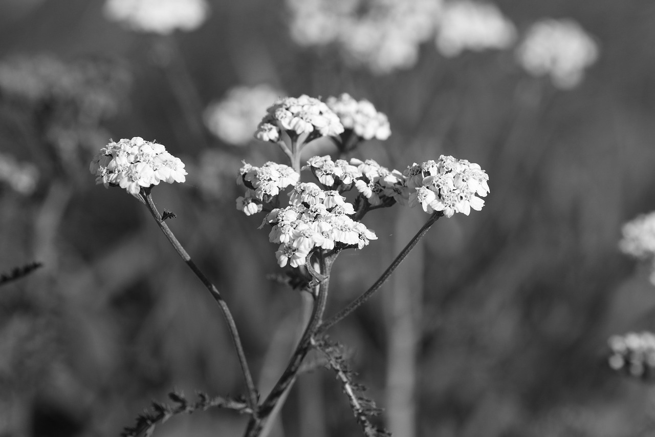 wild flower  nature  plant free photo