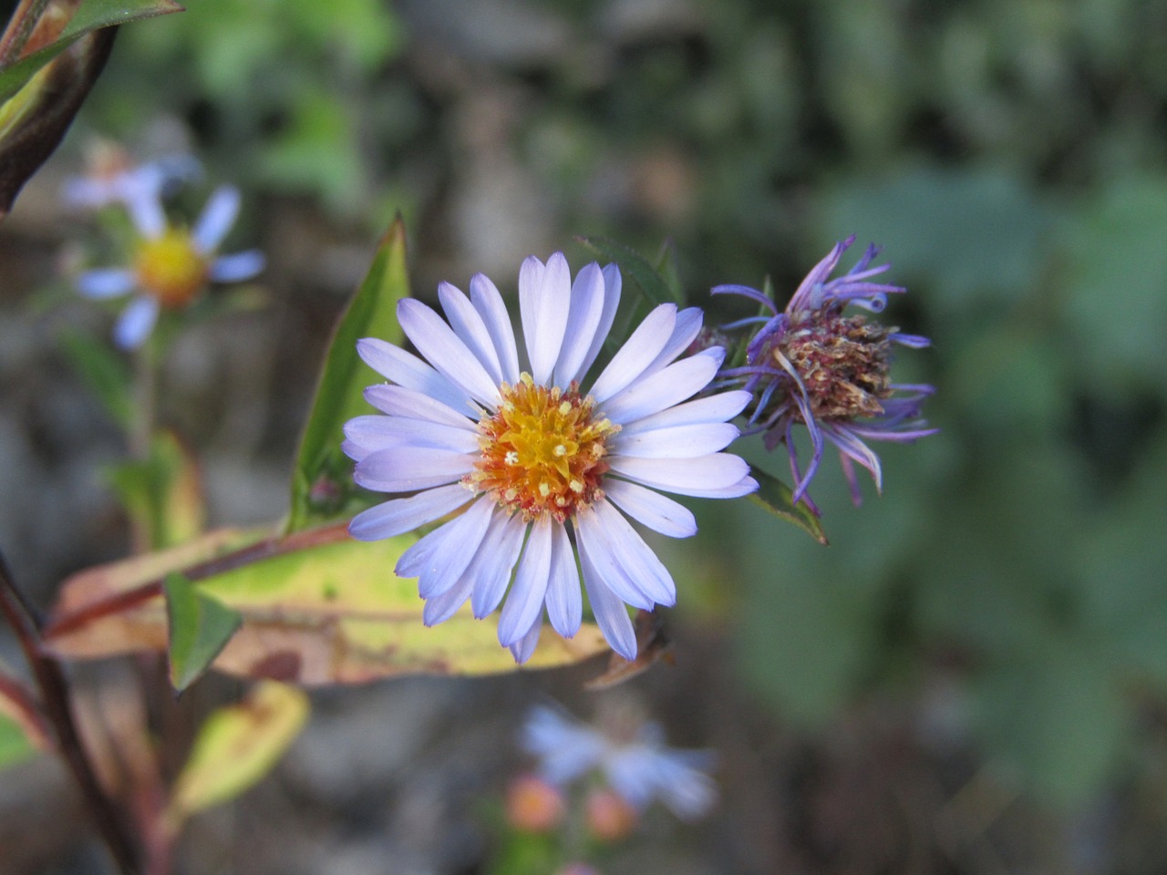 wild flower  violet  clear free photo