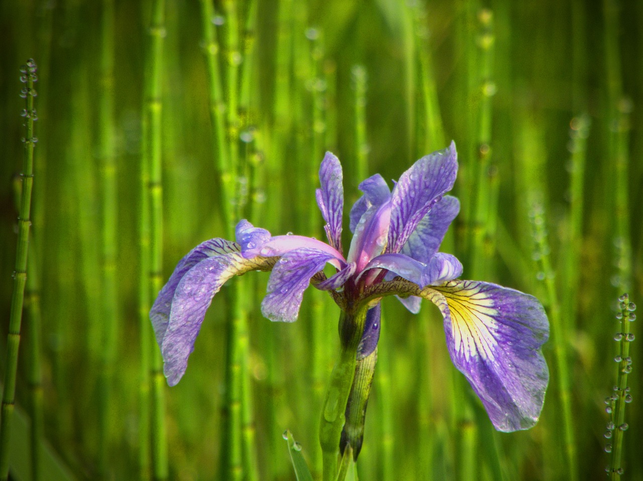 wild flower iris nature free photo