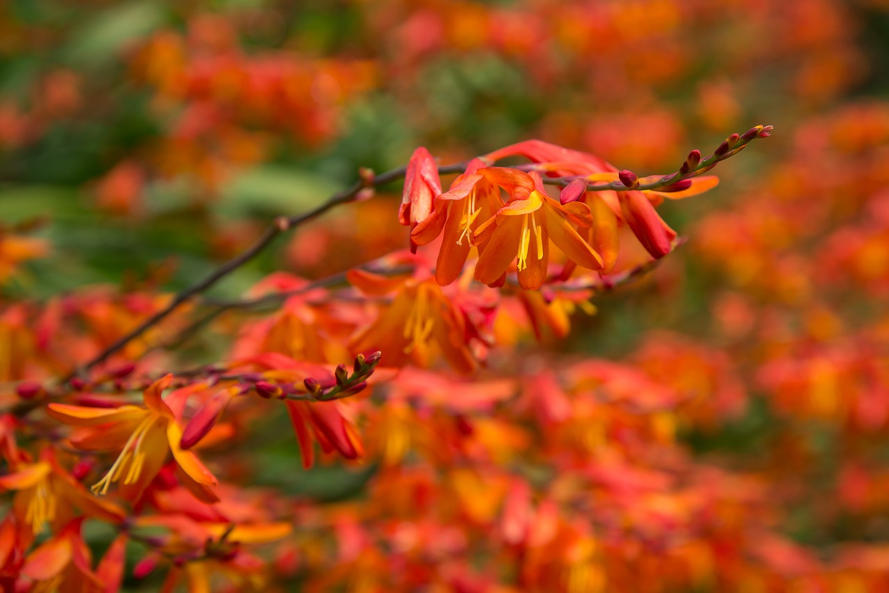 wild flower  orange  bloom free photo