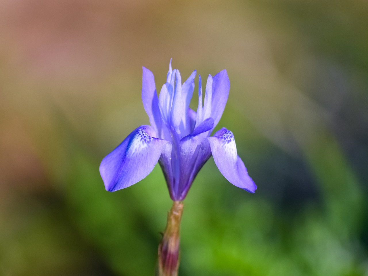 wild flower  purple  colorful free photo