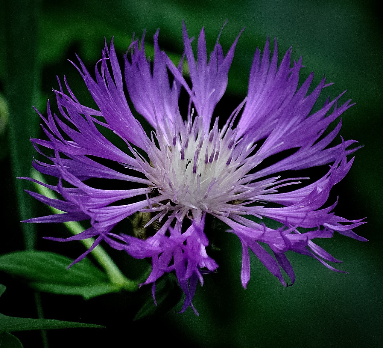 wild flower flower violet free photo