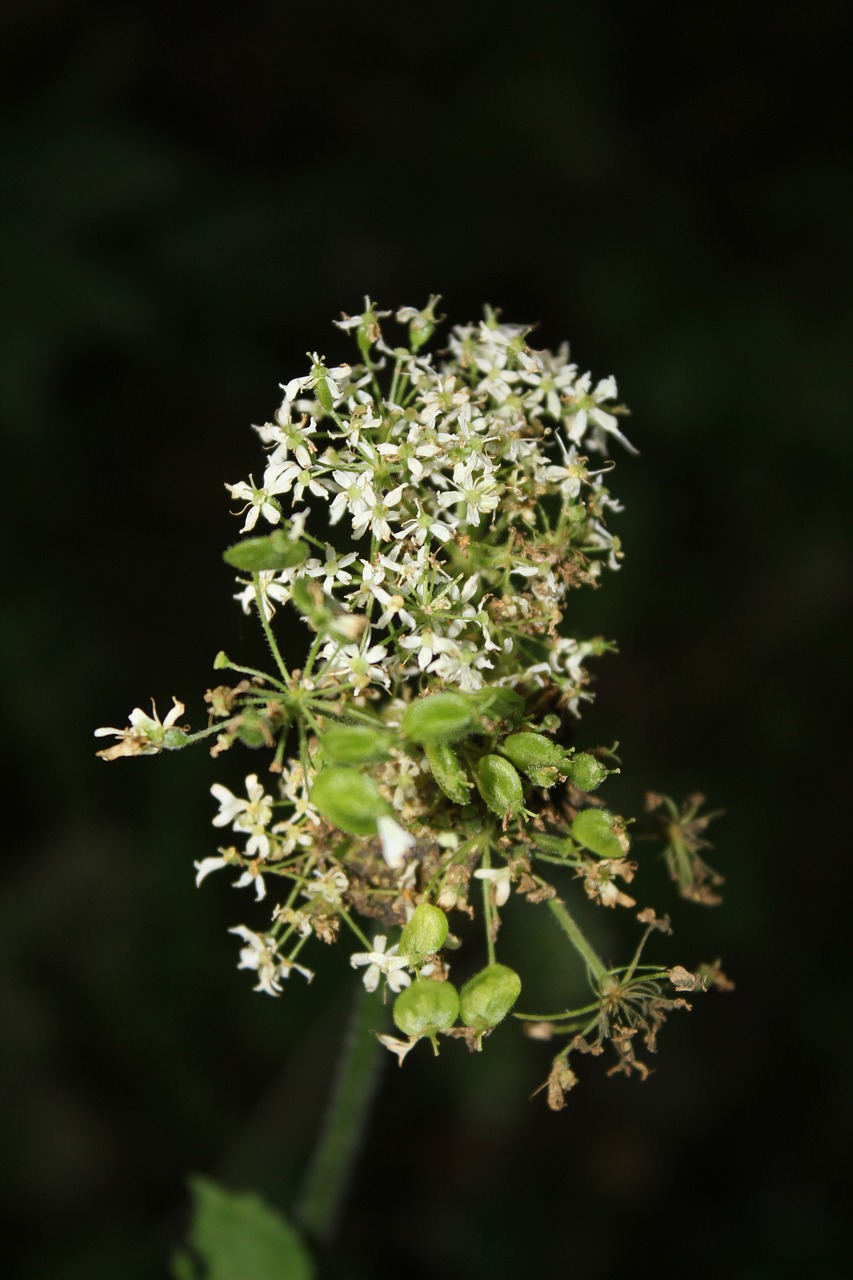 wild flower  nature  summer free photo