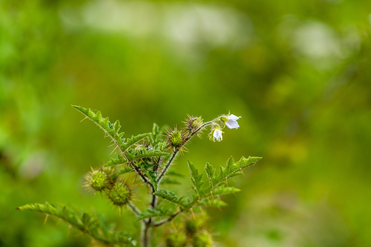 wild flower  flower with thorns  plant free photo