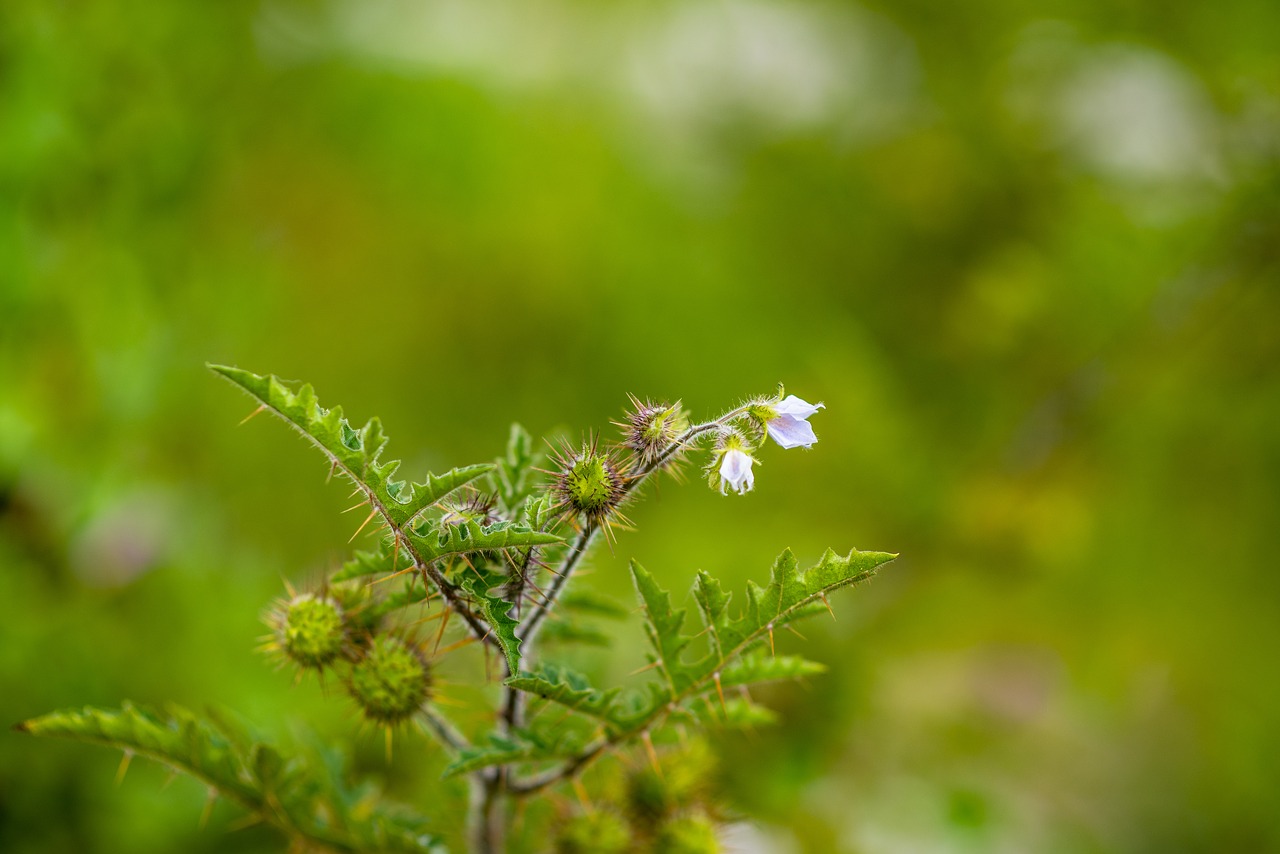 wild flower  flower with thorns  plant free photo