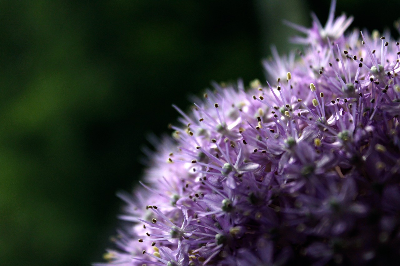 wild flower blossom bloom free photo