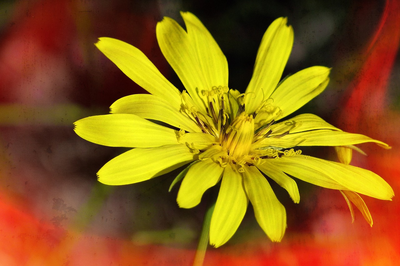 wild flower flower yellow free photo