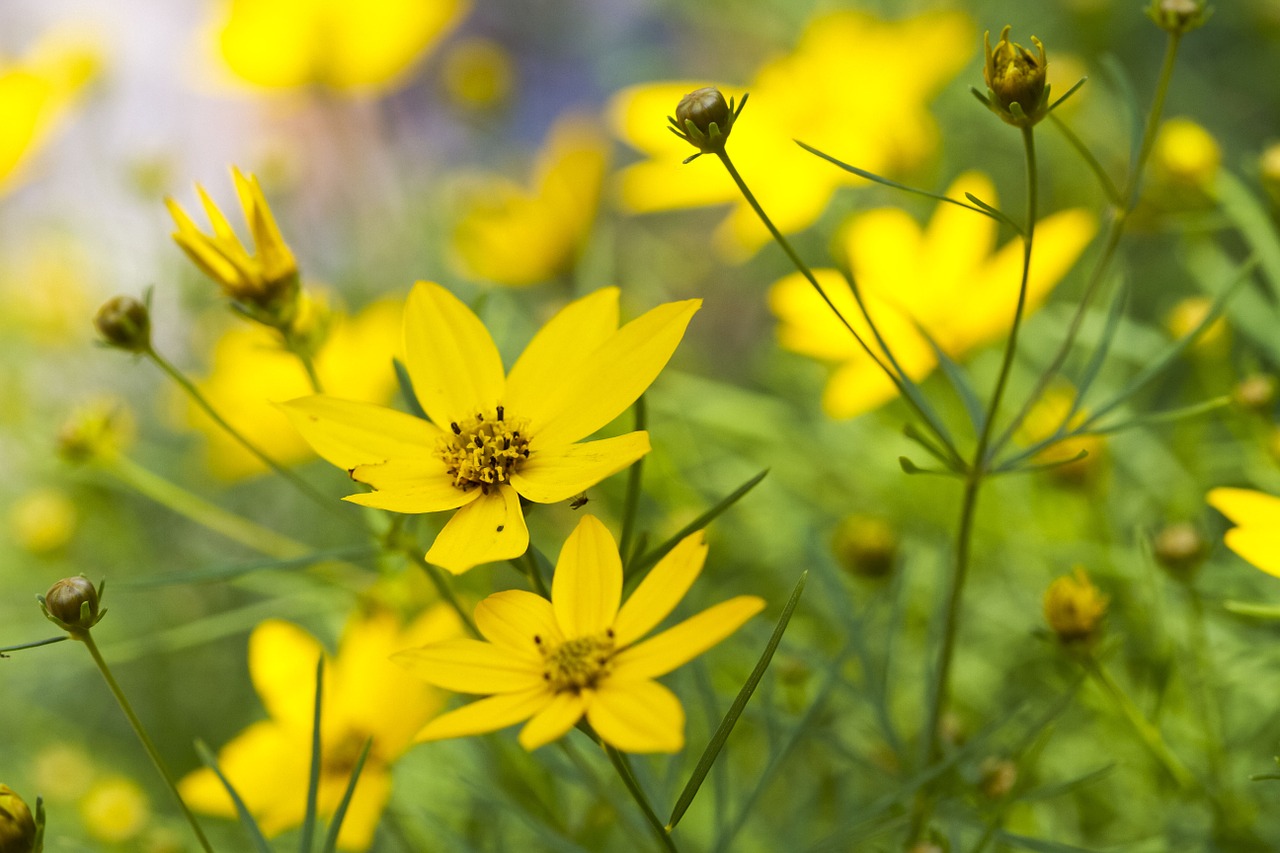 wild flower flower spring free photo