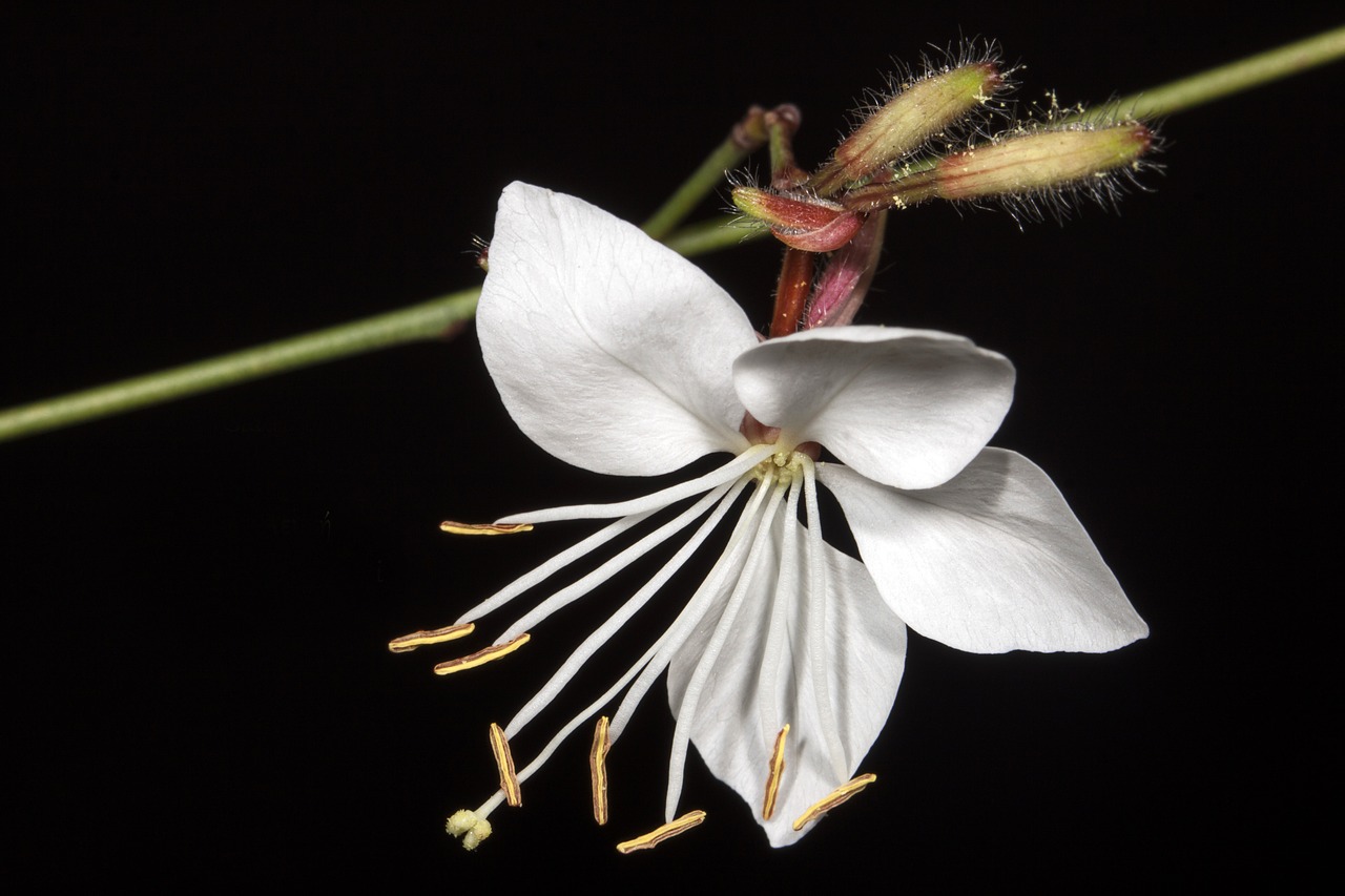 wild flower gkaoyra white garden free photo