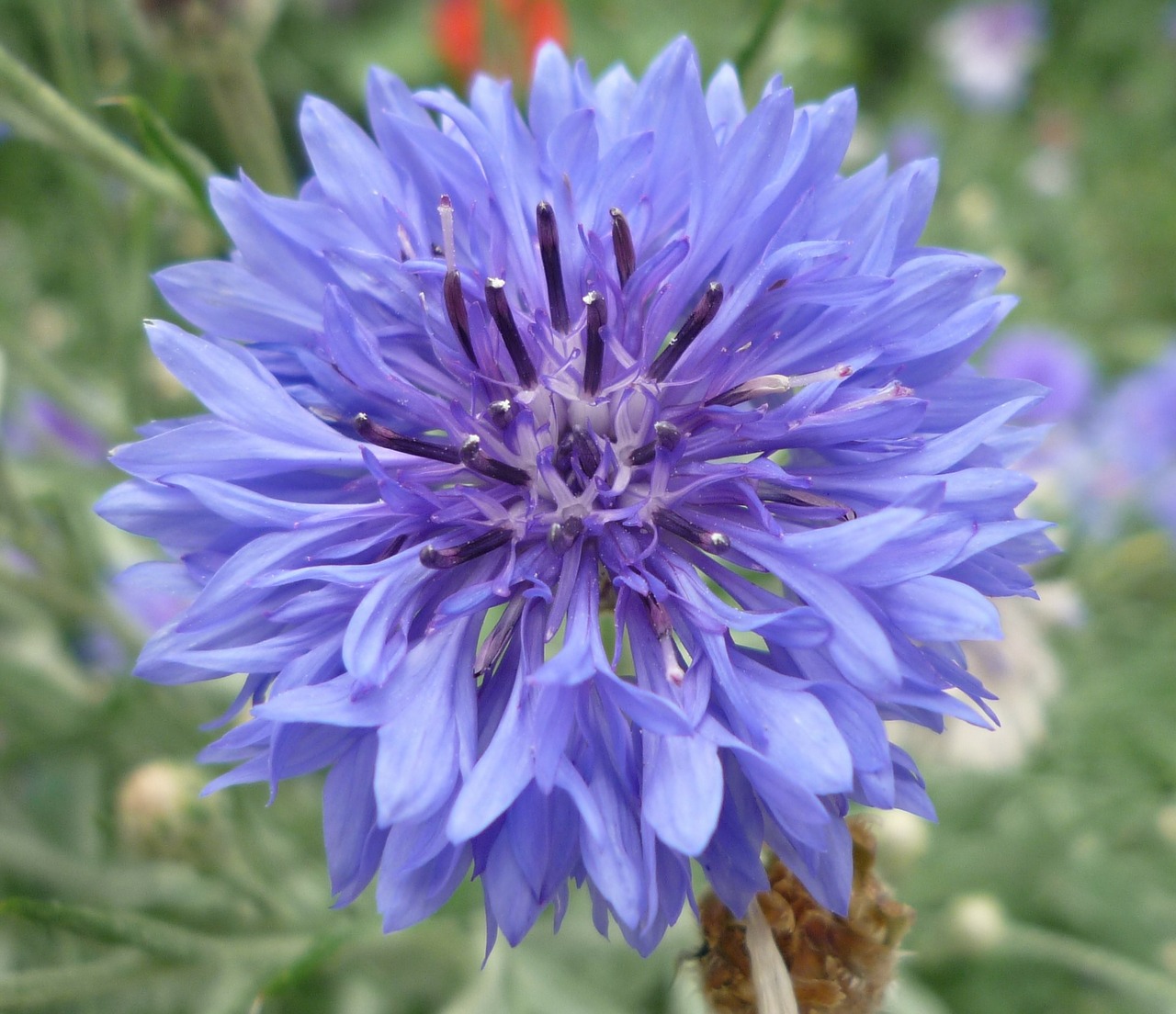 wild flower blue knapweed free photo