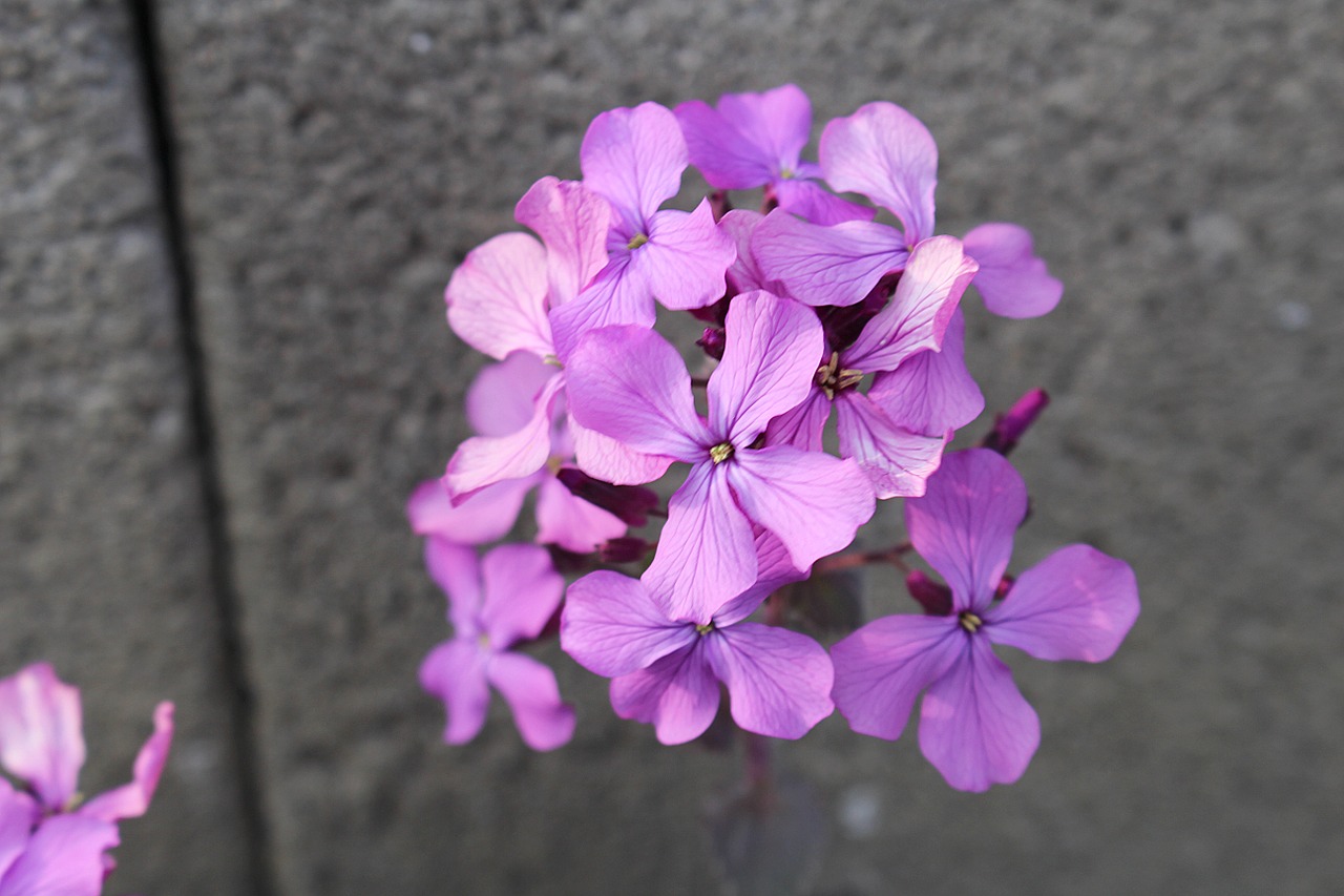 wild flower purple flower blossom free photo