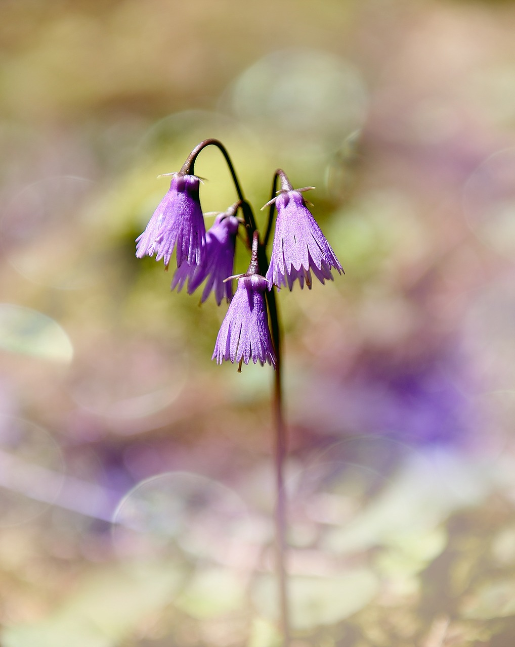 wild flower forest flower bellflower free photo