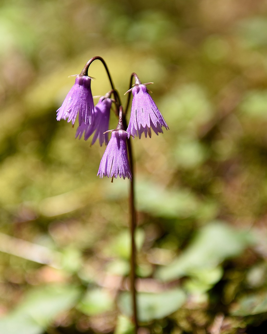 wild flower forest flower bellflower free photo