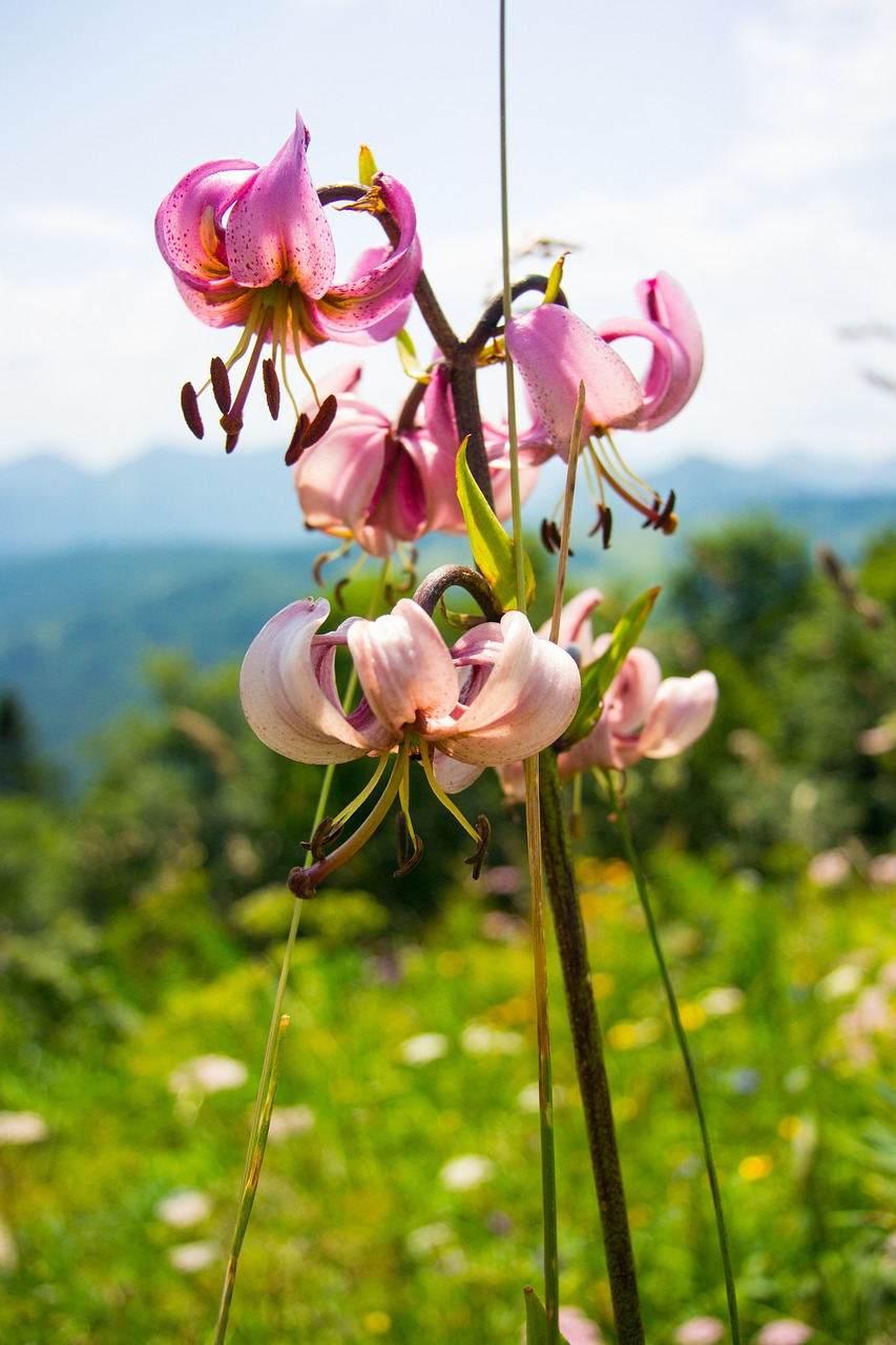 wild flower flower close free photo