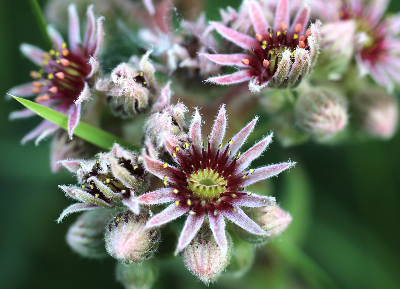 wild flower houseleek public garden free photo