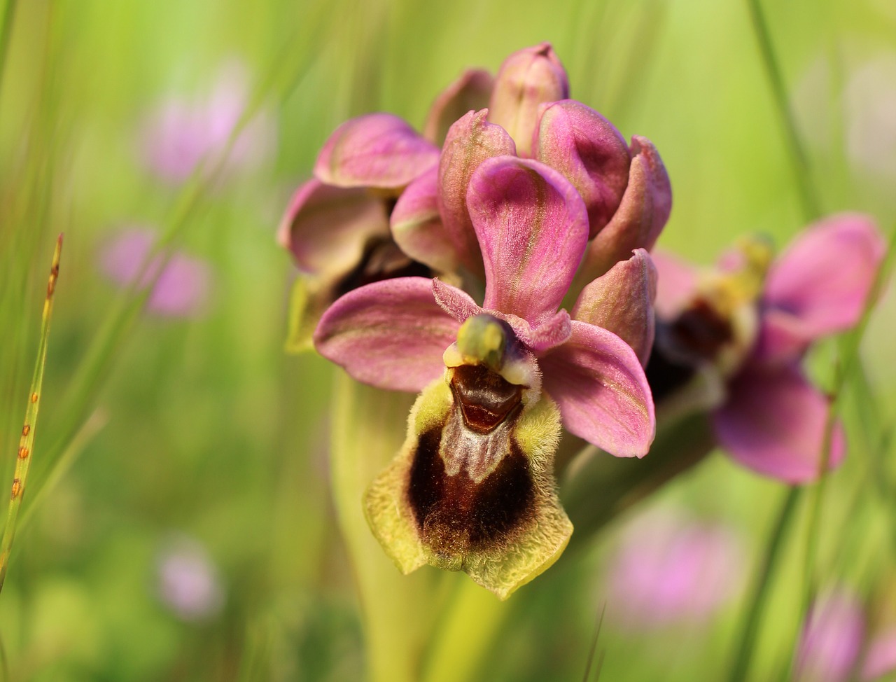 wild flower orchid nature free photo