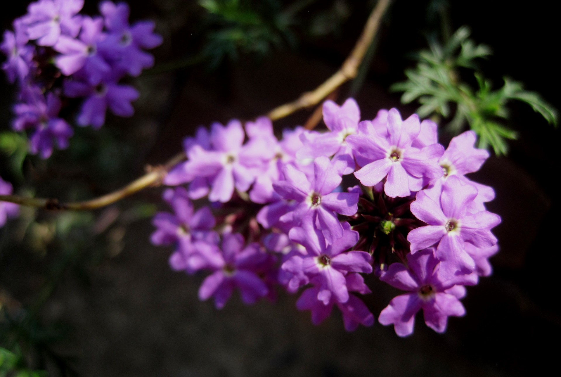 wild flower purple tiny free photo