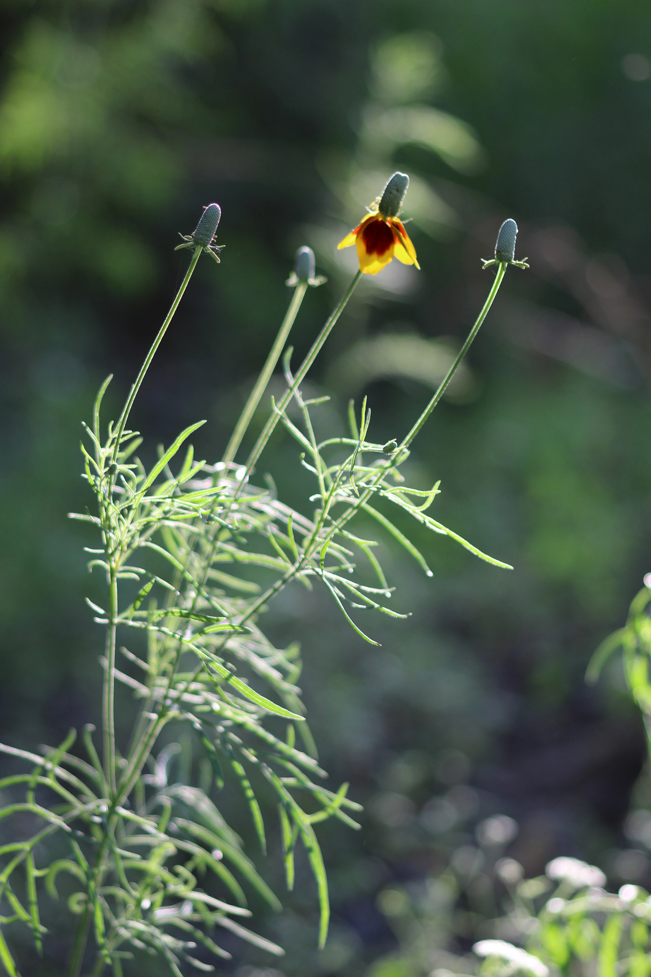 wild flower flowers spring free photo