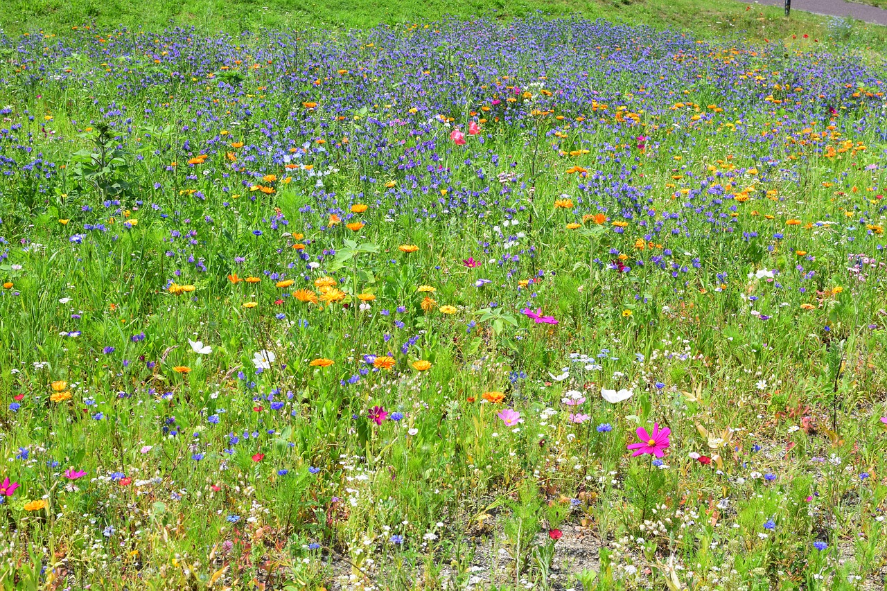 wild flower meadow colorful bloom free photo