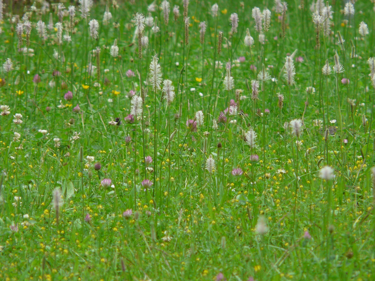 wild flower meadow meadow hoary plantain free photo
