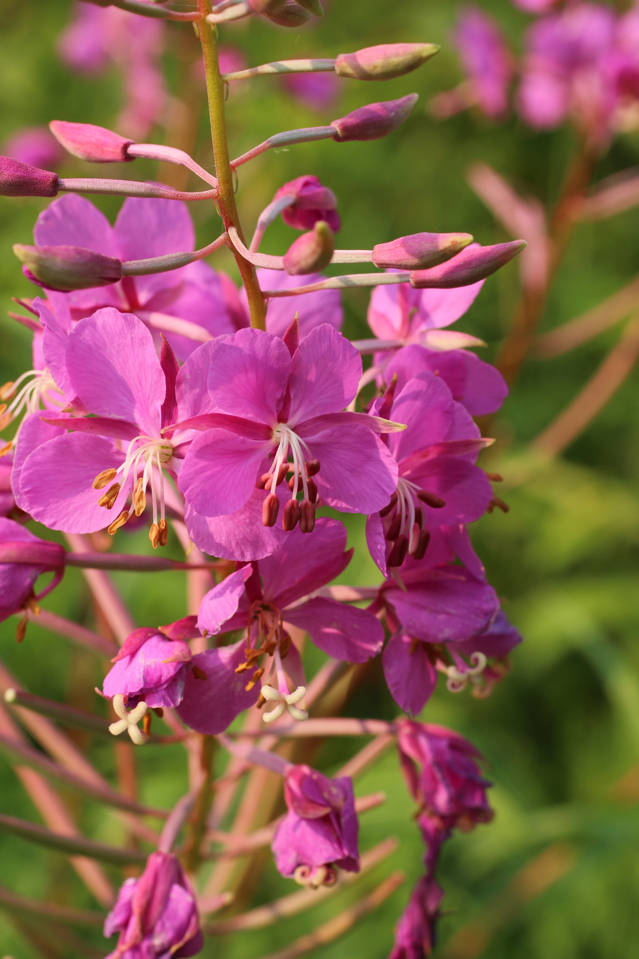 wild flower purple free photo