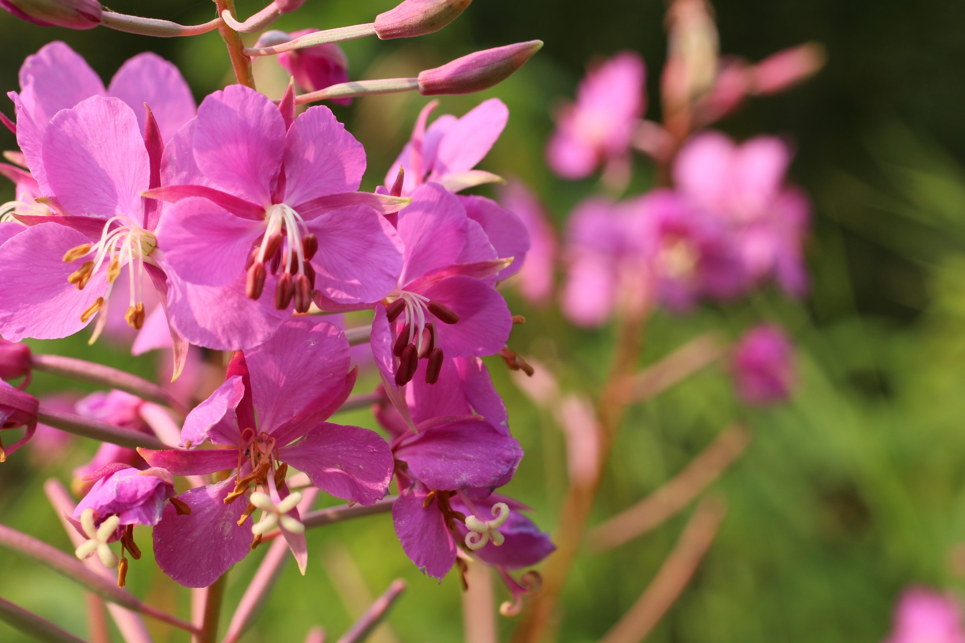 wild flower purple free photo