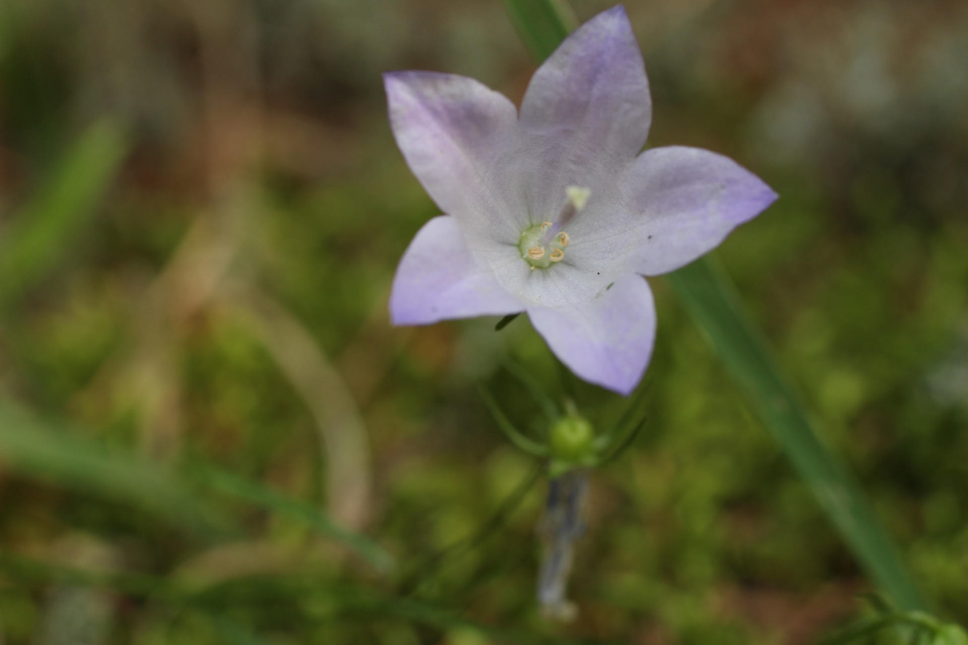 wild flower purple free photo