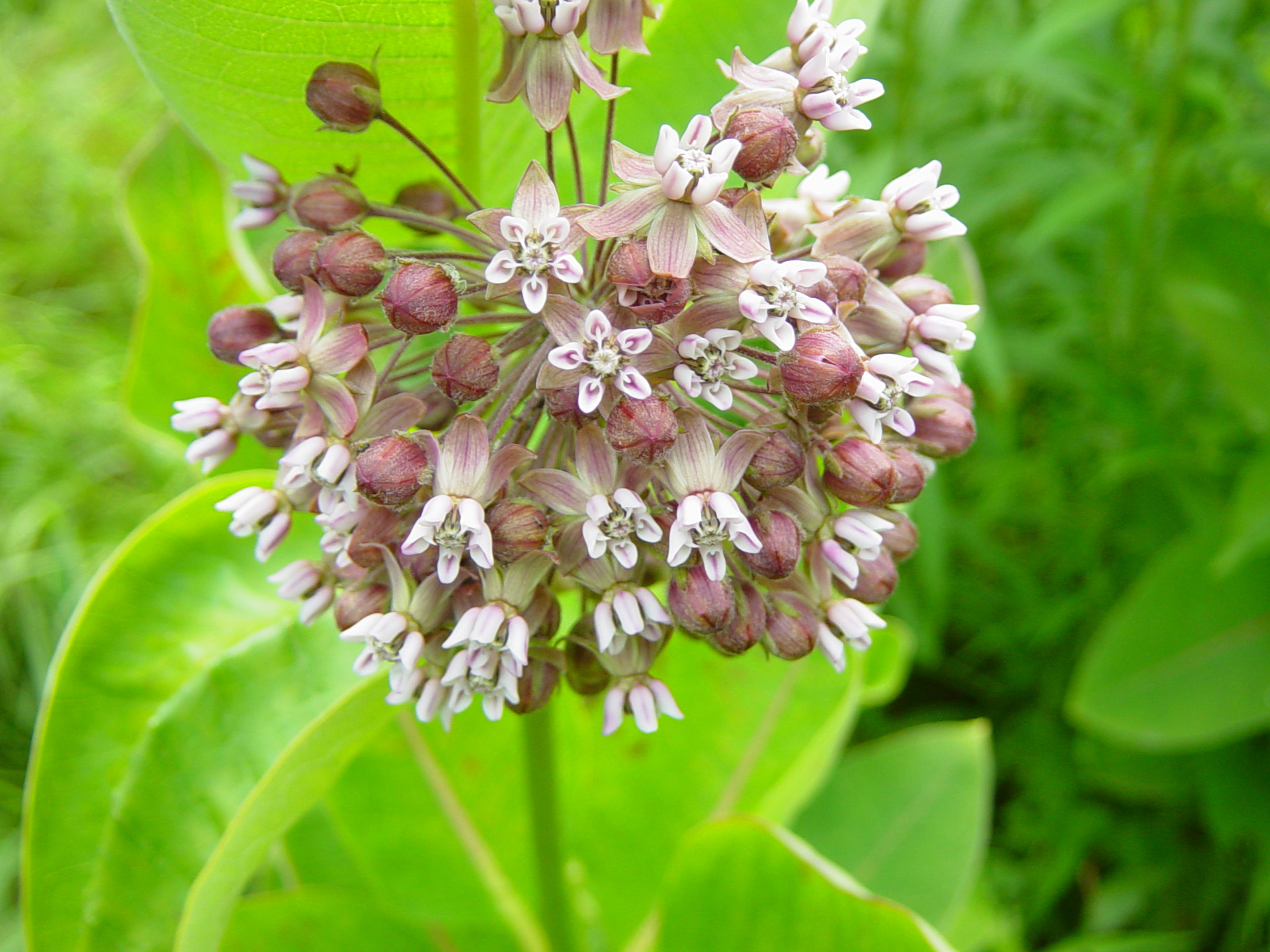 flower violet wild free photo