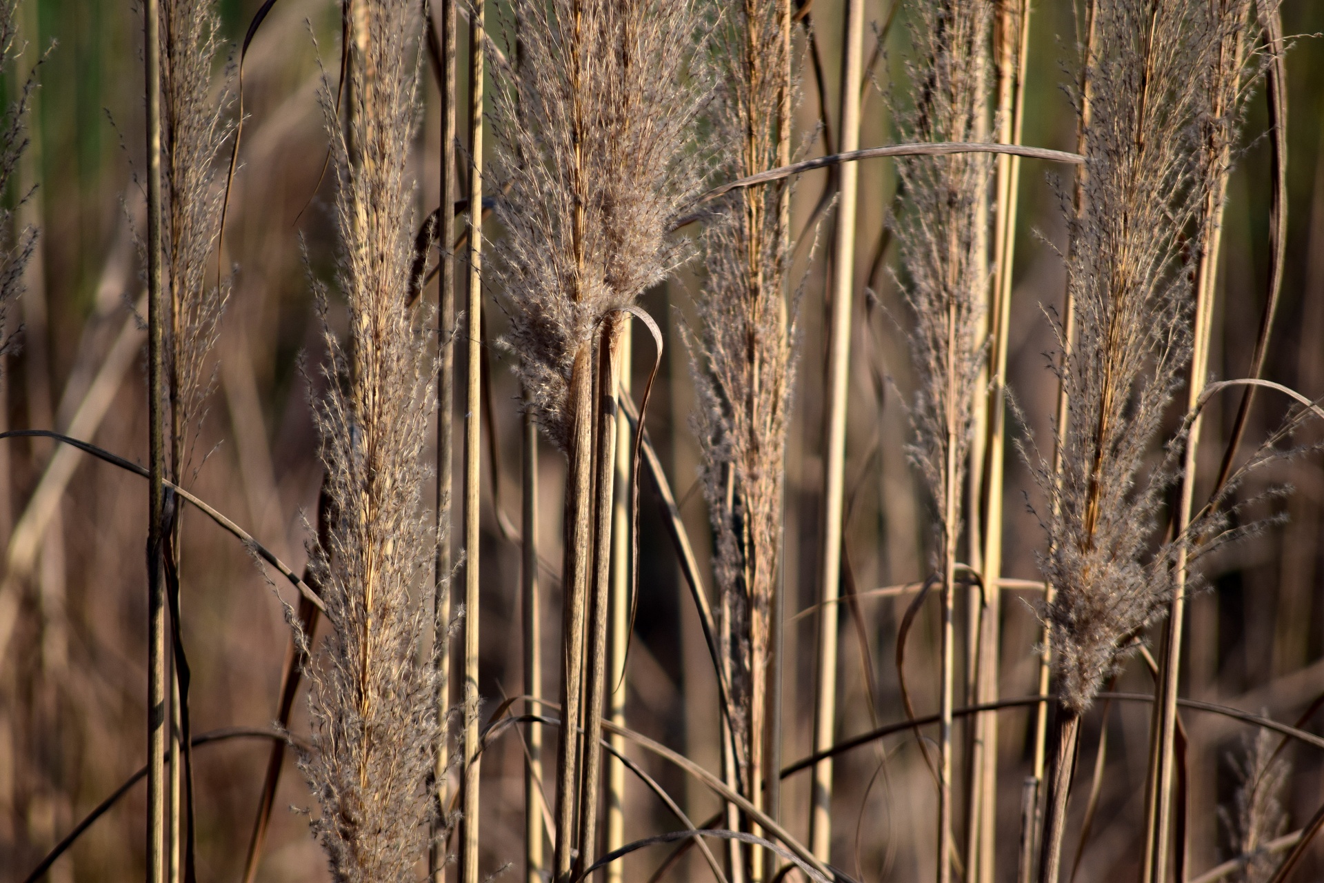 grass flower leaves free photo