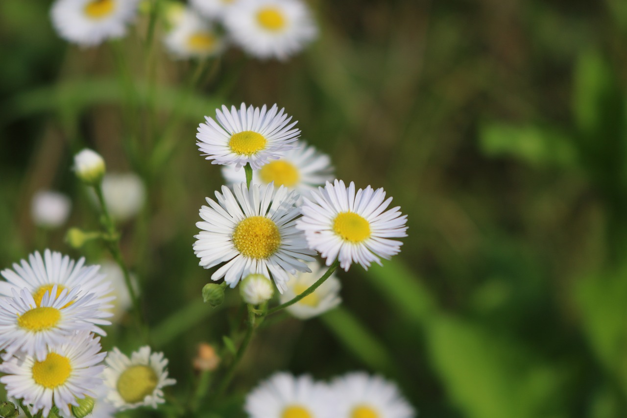 wild flowers meadow flowers free photo