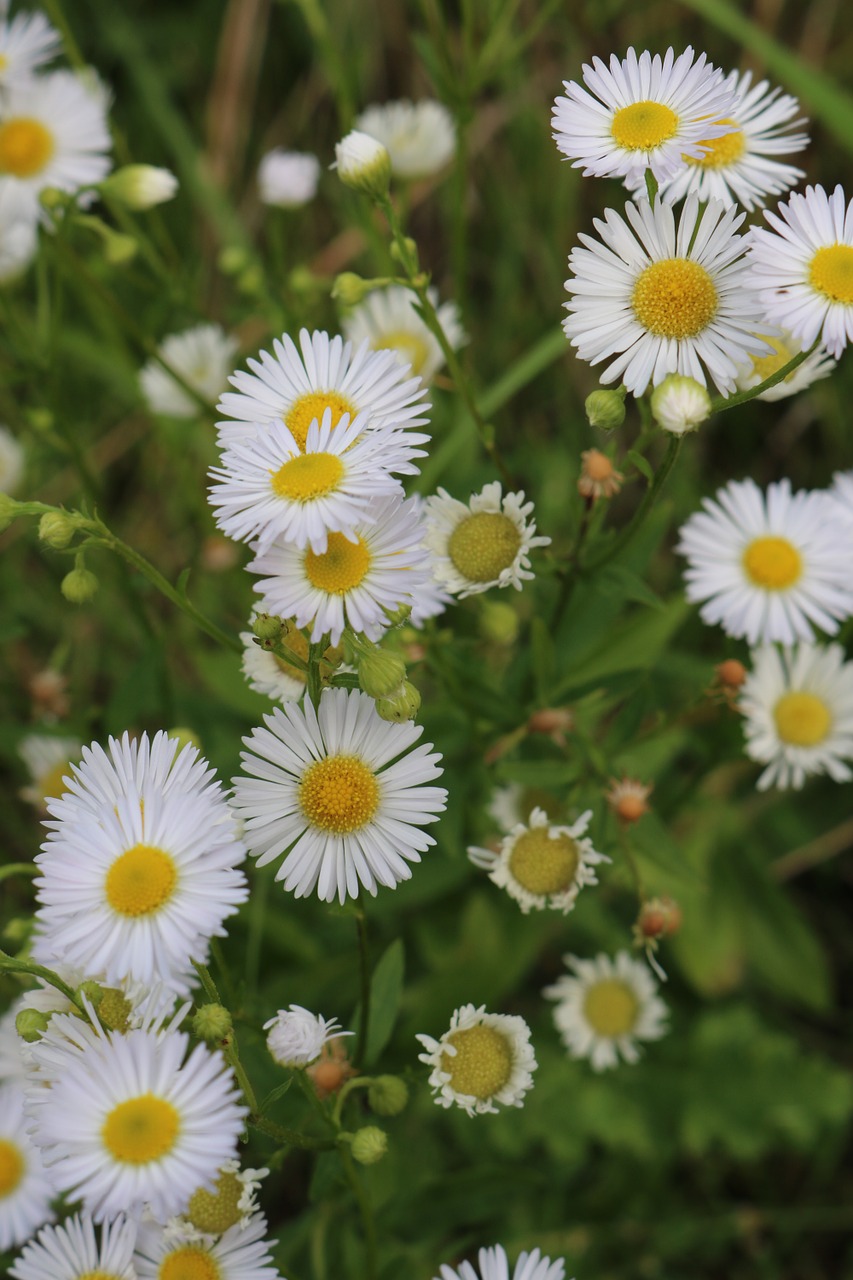 wild flowers flower meadow flowers free photo