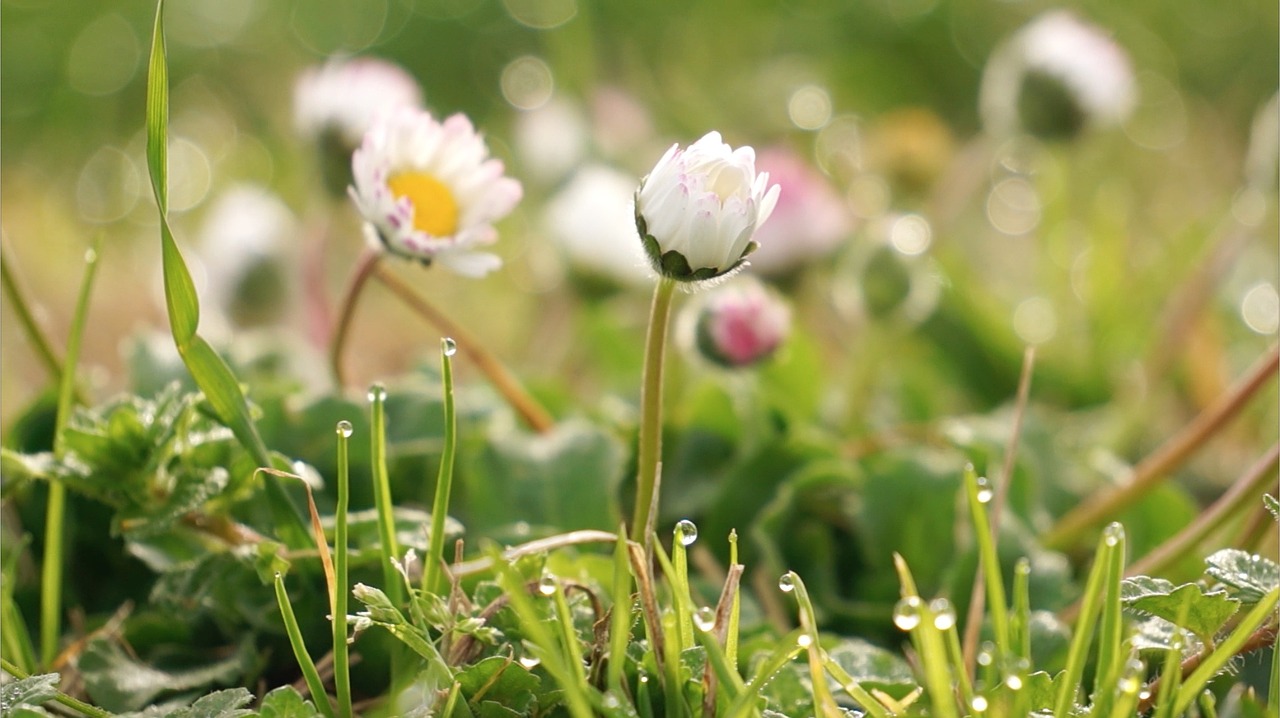 wild flowers flower little flower free photo