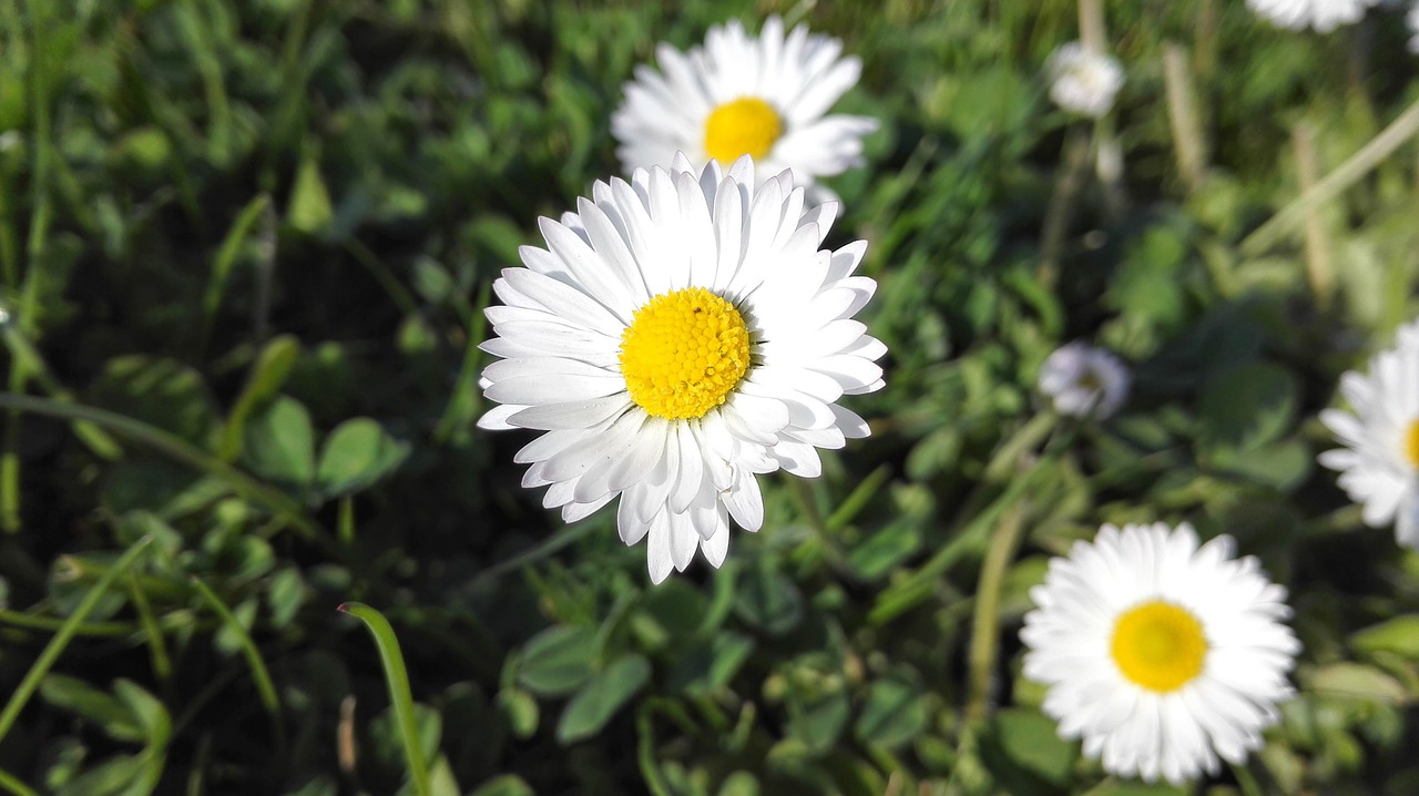 wild flowers summer flowers garden free photo